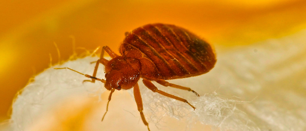 Bed Bug Control