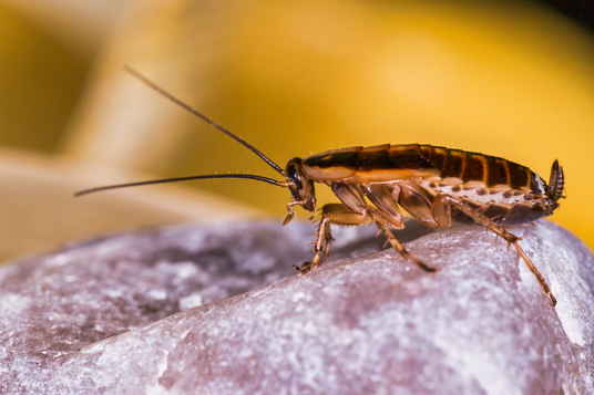 Cockroach Control