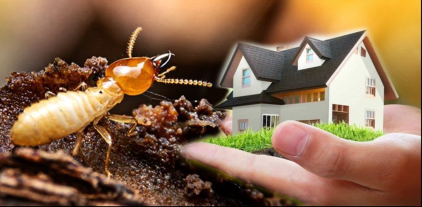 Termite Treatment